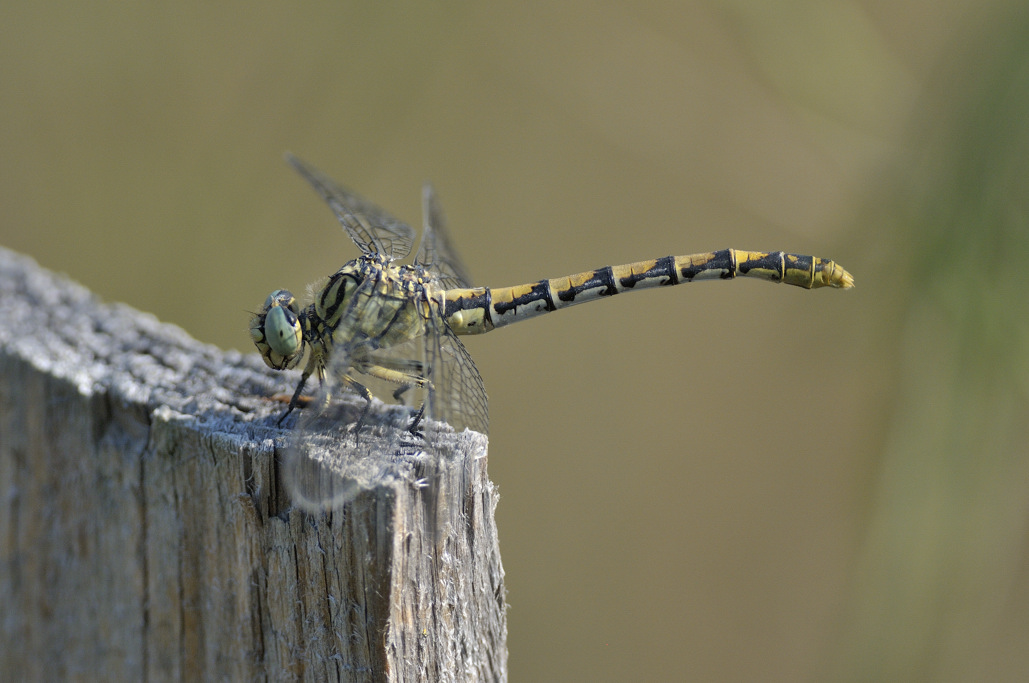 Onychogomphus forcipatus femmina?